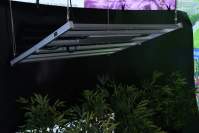 室内种植的led植物灯，你会选择吗？一定是要避开的坑！