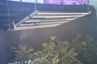 耀嵘科技led植物灯光谱怎么影响正在生长的大麻植物