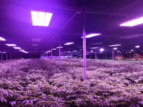 正确使用中国深圳LED植物灯给大棚种植带来好的效果