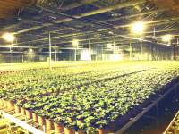 大麻的医疗用途与LED植物灯的机遇