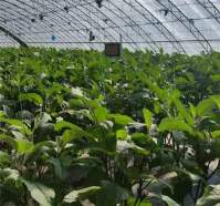 LED植物灯照亮现代大棚蔬菜种植