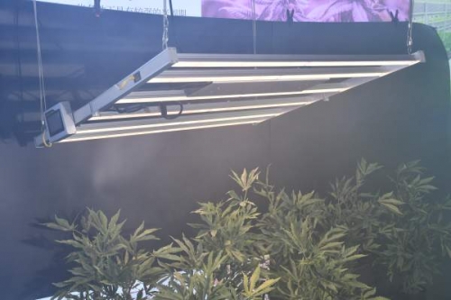 led植物灯对植物的帮助