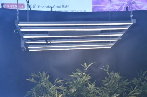 led植物生长灯对豇豆种植的好处