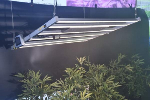 led植物灯在种植玫瑰花中的应用