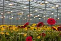 LED植物灯对植物育苗、营养品质合成的影响