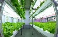 LED植物灯光谱对植物有哪些影响？