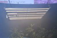 选择对工业大麻最好的LED植物生长灯