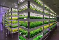 光对植物各个阶段的作用，LED植物灯的实际应用