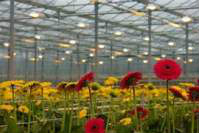 led植物灯影响植物生长周期起到什么作用