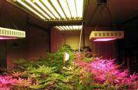         LED植物灯、全光谱植物生长灯的特点与优势