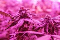 对工业大麻市场的思考